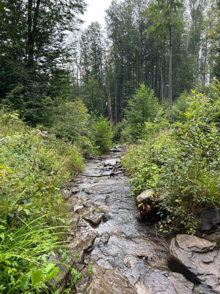 A stream running through the Carpathian mountains