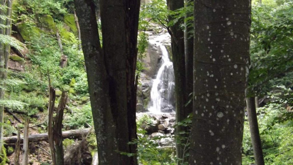 A waterfall seen through the tress in the Carpathian mountains